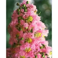   Kínai selyemmirtusz  'Lagerstroemia x fauriei ‘Osage’
