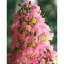 Kínai selyemmirtusz  'Lagerstroemia x fauriei ‘Osage’