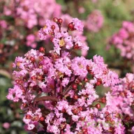   Kínai selyemmirtusz 'Lagerstroemia indica Rhapsody in Pink'