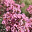 Kínai selyemmirtusz 'Lagerstroemia indica Rhapsody in Pink'