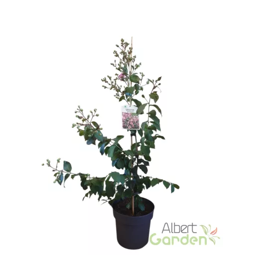 Kínai selyemmirtusz 'Lagerstroemia indica Rhapsody in Pink'
