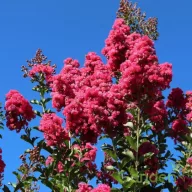   Kínai selyemmirtusz 'Lagerstroemia indica x fauriei 'Tuscarora' 