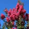 Kínai selyemmirtusz 'Lagerstroemia indica x fauriei 'Tuscarora' 