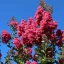 Kínai selyemmirtusz 'Lagerstroemia indica x fauriei 'Tuscarora' 