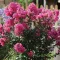 Kínai selyemmirtusz ' Lagerstroemia indica 'With Love Girl'