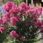 Kínai selyemmirtusz ' Lagerstroemia indica 'With Love Girl'