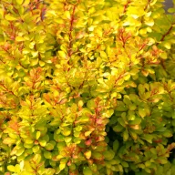   Aranysárga törpe japán borbolya 'Berberis thunbergii 'Golden Dream'