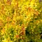 Aranysárga törpe japán borbolya 'Berberis thunbergii 'Golden Dream'