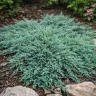   Kék kúszó henyeboróka 'Juniperus horizontalis 'Ice Blue' 20/30 K2