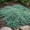 Kék kúszó henyeboróka 'Juniperus horizontalis 'Ice Blue' 20/30 K2