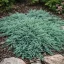 Kék kúszó henyeboróka 'Juniperus horizontalis 'Ice Blue' 20/30 K2