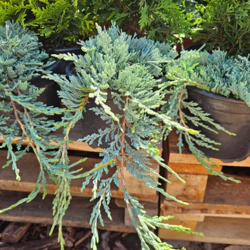 Kék kúszó henyeboróka 'Juniperus horizontalis 'Ice Blue' 20/30 K2