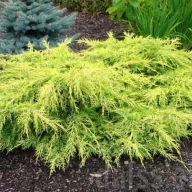   Arany terülő boróka 'Juniperus x media 'Saybrook Gold' 20/30 K2