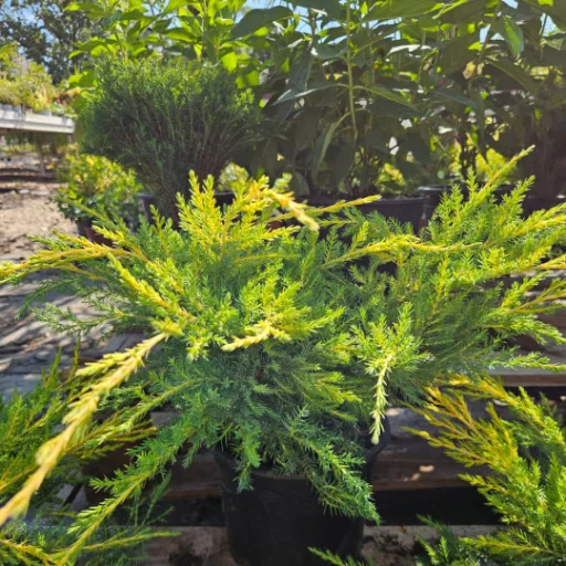 Arany terülő boróka 'Juniperus x media 'Saybrook Gold' 20/30 K2