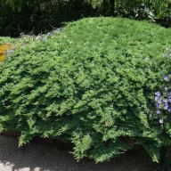   Zöld törpe kúszó boróka 'Juniperus procumbens 'Nana' 20/30 K2