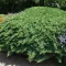Zöld törpe kúszó boróka 'Juniperus procumbens 'Nana' 20/30 K2