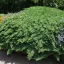 Zöld törpe kúszó boróka 'Juniperus procumbens 'Nana' 20/30 K2