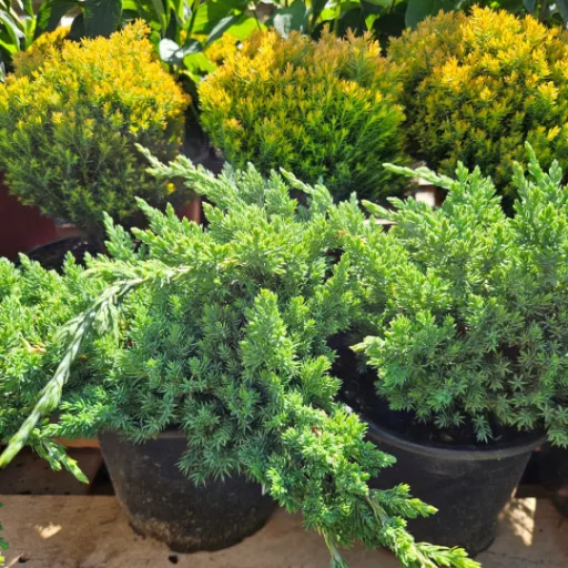 Zöld törpe kúszó boróka 'Juniperus procumbens 'Nana' 20/30 K2