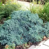   Himalájai törpe boróka 'Juniperus squamata 'Blue Star'10/20 K2