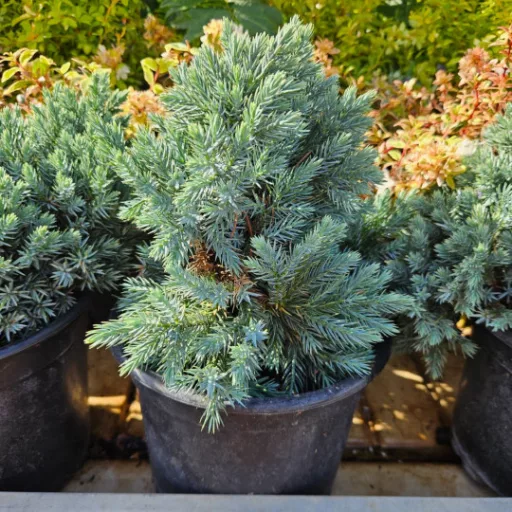 Himalájai törpe boróka 'Juniperus squamata 'Blue Star'10/20 K2