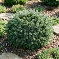   Törpe gömb szerb lucfenyő 'Picea omorika 'Karel' 10/20 K2