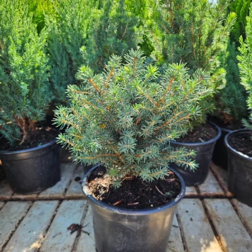 Törpe gömb szerb lucfenyő 'Picea omorika 'Karel' 10/20 K2