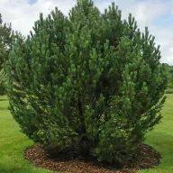 Kampósfenyő 'Pinus mugo uncinata' 30/40 K3
