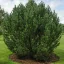 Kampósfenyő 'Pinus mugo uncinata' 30/40 K3