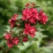 Rózsalonc 'Weigela 'Nain Rouge' 40/60 K2