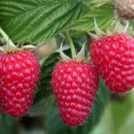 Málna 'Rubus idaeus 'Przehyba'