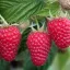 Málna 'Rubus idaeus 'Przehyba'