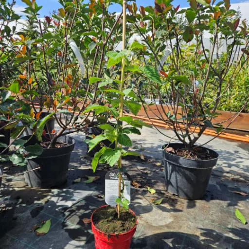 Málna 'Rubus idaeus 'Przehyba'