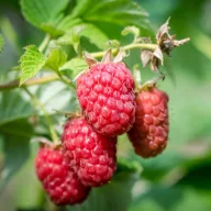 Folytontermő málna 'Rubus idaeus 'Polana' 