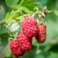Folytontermő málna 'Rubus idaeus 'Polana' 