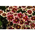 Menyecskeszem 'Coreopsis Ruby Frost'
