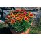 Kokárdavirág ( Gaillardia aristata 'African Sun')