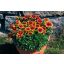 Kokárdavirág ( Gaillardia aristata 'African Sun')