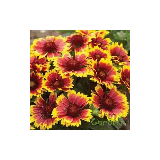 Kokárdavirág ( Gaillardia aristata 'African Sun')