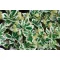 euonymus fortunei emerald gaiety