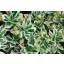 euonymus fortunei emerald gaiety