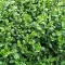 Kecskerágó 'Euonymus Mini Magic'