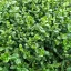Kecskerágó 'Euonymus Mini Magic'