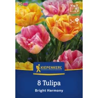 Tulipán 'Bright Harmony'