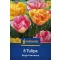 Tulipán 'Bright Harmony'