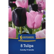 Tulipán 'Candy Friends'