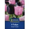Tulipán 'Candy Friends'