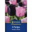 Tulipán 'Candy Friends'