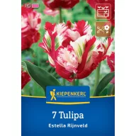 Tulipán 'Estella Rijnveld'