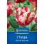 Tulipán 'Estella Rijnveld'