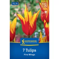 Tulipán 'Fire Wings'